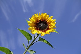 太陽花,夏季,花
