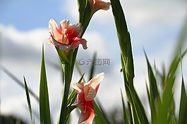 花,粉紅色,粉紅色的花