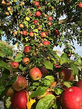 蘋(píng)果樹(shù),樹(shù),紅色