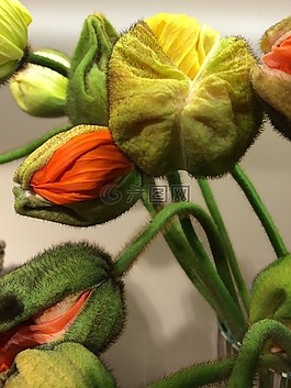 罌粟,klatschmohn,鮮花