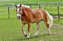 haflinger,马,鬃毛
