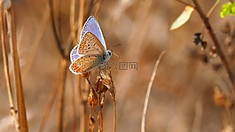 性質(zhì),昆蟲,蝴蝶