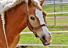 haflinger,马,鬃毛