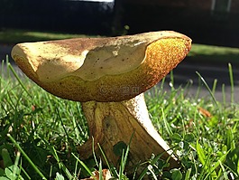 蘑菇,草,特寫