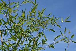 竹,種子,工廠的射擊