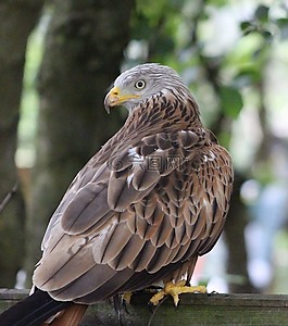 鳥,獵人,野生動(dòng)物
