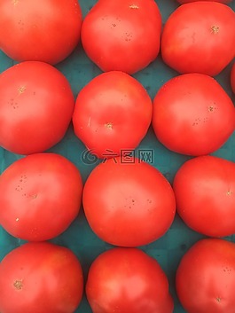 番茄,蕃茄,新鮮