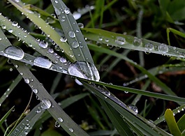草,羅莎,雨