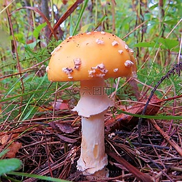 蘑菇,鵝膏菌,菌類