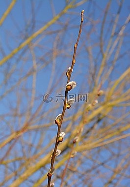 萌芽树,芽,分支机构