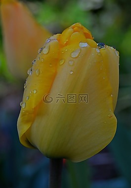 花,郁金香,黃色