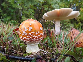 鵝膏菌蘑菇,菌類,森林