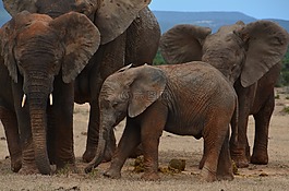 非洲,野生動物園,象