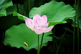 荷花,花卉,池塘
