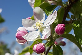 蘋果花,開花,蘋果樹