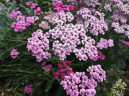 亚罗,草本植物,millefolium