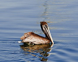 鵜,棕色,野生動物
