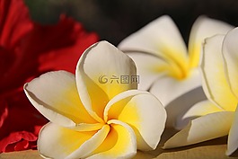 雞蛋花,花卉,白花
