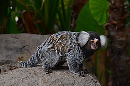 非洲,狨猴,野生動物