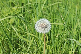 蒲公英,種子的頭,草