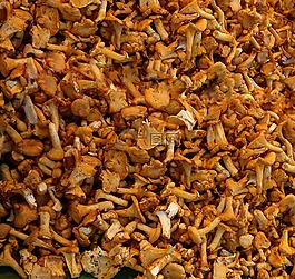 chanterelles,蘑菇,食用