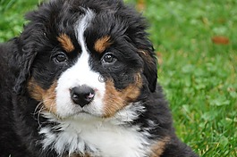 伯恩山犬,狗,大狗