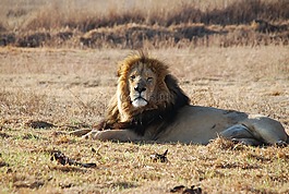 獅子男,南非,野生動物