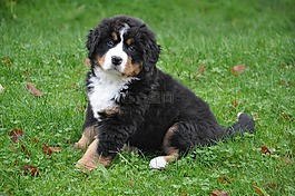 伯恩山犬,狗,大狗
