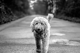 狗,goldendoodle,路