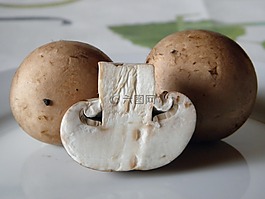 蘑菇,草地,森林