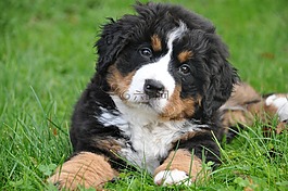 伯恩山犬,狗,大狗
