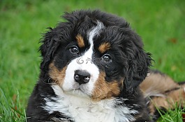 伯恩山犬,狗,大狗