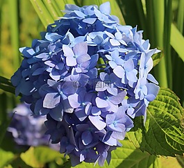 八仙花,繡球,開(kāi)花