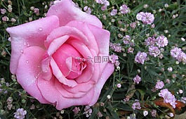 花,自然,植物區(qū)系