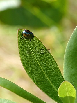 美国chrysolina,chrysolina,金色圣甲虫