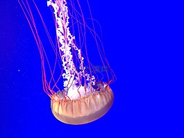 海蜇,多倫多,水族館
