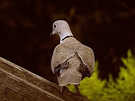鳥,鴿子,土耳其