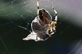 蜘蛛,網(wǎng)站,蜜蜂