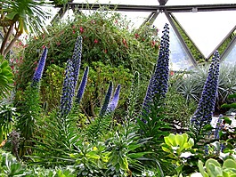 羽扇,鮮花,植物園