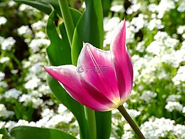 花,春天,郁金香