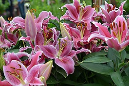 粉紅色,百合,百合花