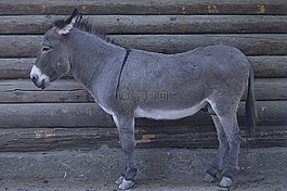 屁股,動物,動物園