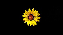 母親節(jié),花,黃色