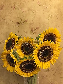 向日葵,花,植物