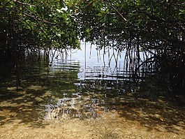 海灘,海,天堂