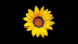 母親節(jié),花,黃色