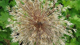開花,白,花園