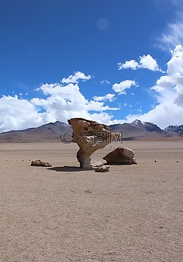 石樹(shù),玻利維亞,旅行