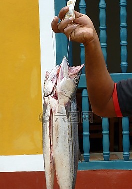 魚(yú),釣魚(yú),動(dòng)物
