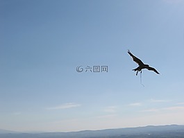 鷹,天空,飛